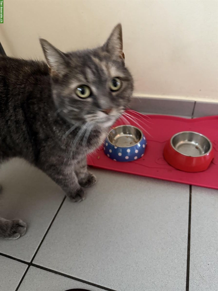 Katze (weiblich) zu verschenken