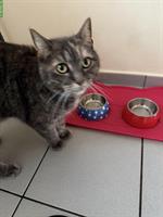 Katze (weiblich) zu verschenken