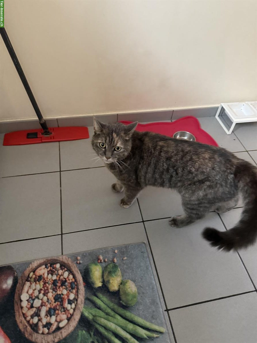 Bild 2: Katze (weiblich) zu verschenken