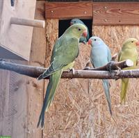 4 Halsbandsittiche, 2 Männchen + 2 Weibchen