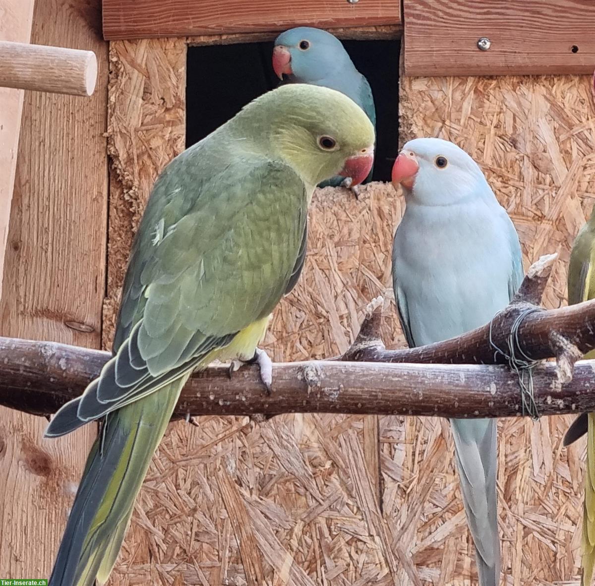 Bild 2: 4 Halsbandsittiche, 2 Männchen + 2 Weibchen
