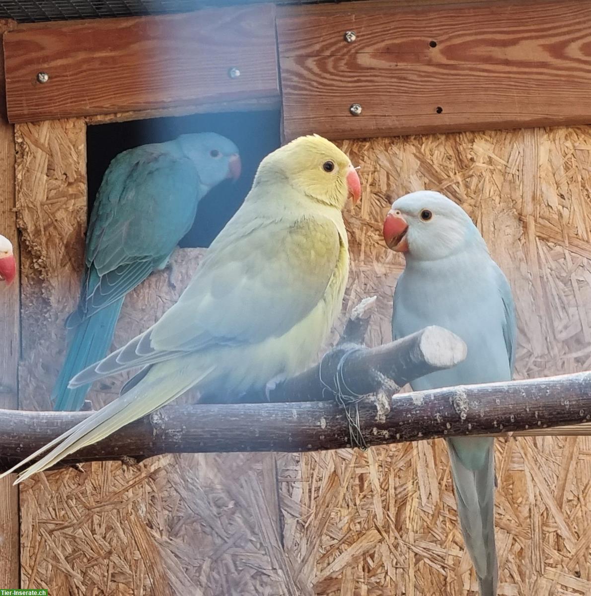 Bild 3: 4 Halsbandsittiche, 2 Männchen + 2 Weibchen
