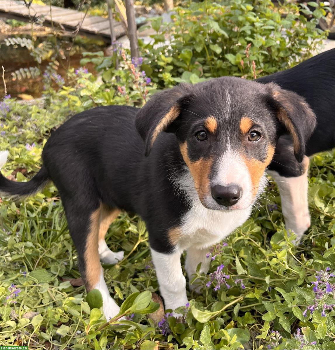Border Collie Mix Welpen (Tricolor) zu verkaufen
