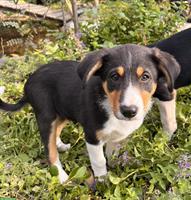 Border Collie Mix Welpen (Tricolor) zu verkaufen