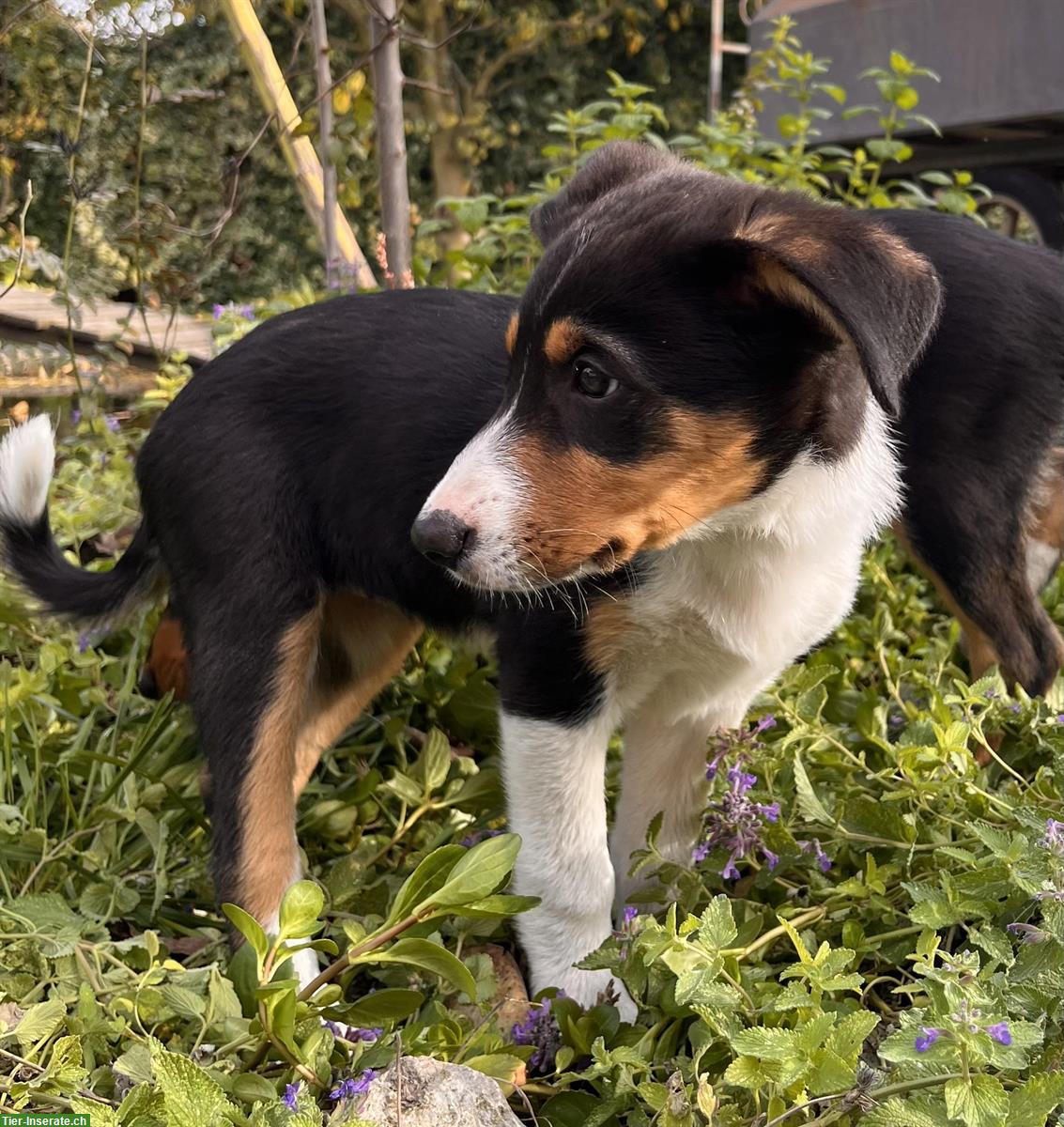 Bild 2: Border Collie Mix Welpen (Tricolor) zu verkaufen