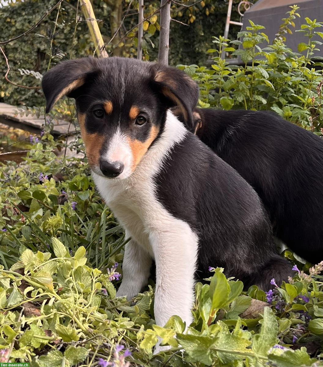 Bild 3: Border Collie Mix Welpen (Tricolor) zu verkaufen