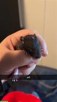 2 Ratten-Weibchen suchen Zuhause