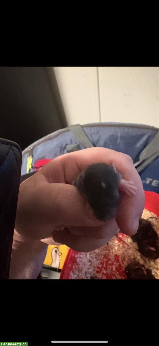 Bild 2: 2 Ratten Weibchen suchen Zuhause