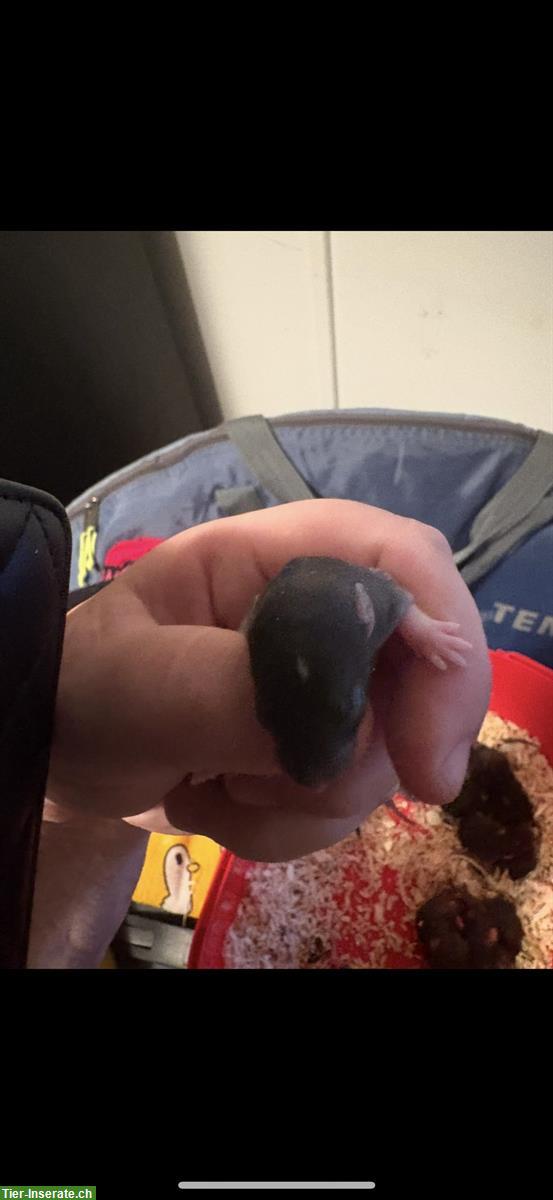 Bild 3: 2 Ratten Weibchen suchen Zuhause