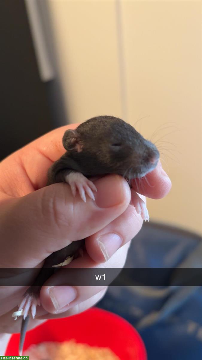 Bild 4: 2 Ratten Weibchen suchen Zuhause