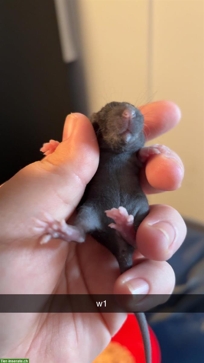 Bild 5: 2 Ratten Weibchen suchen Zuhause