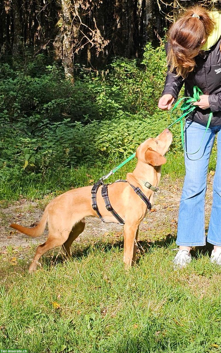 Bild 4: Mischlingsrüde Luigi, ein Herz auf 4 Pfoten
