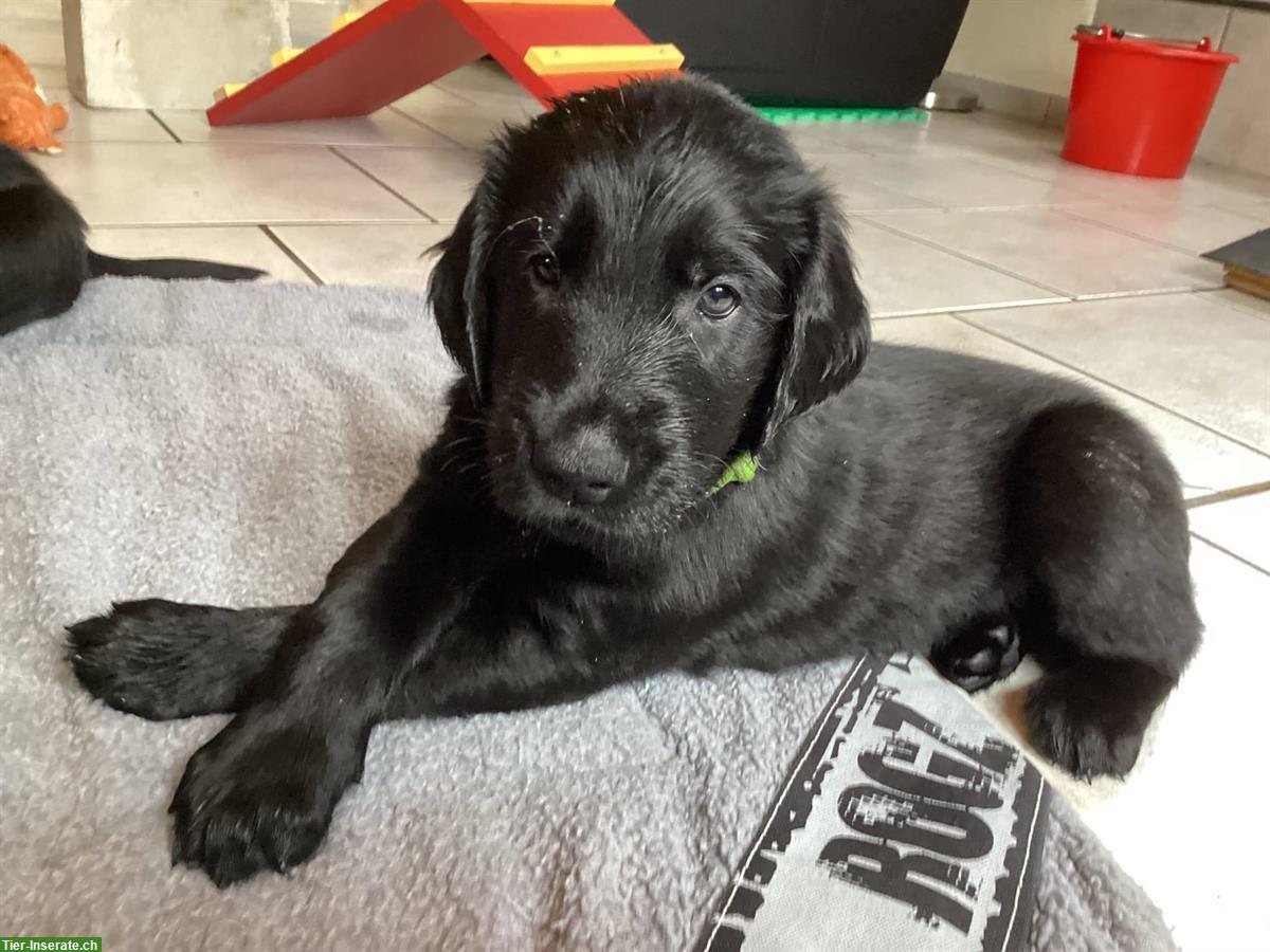 Bild 2: Vorankündigung Deckung Flat Coated Retriever