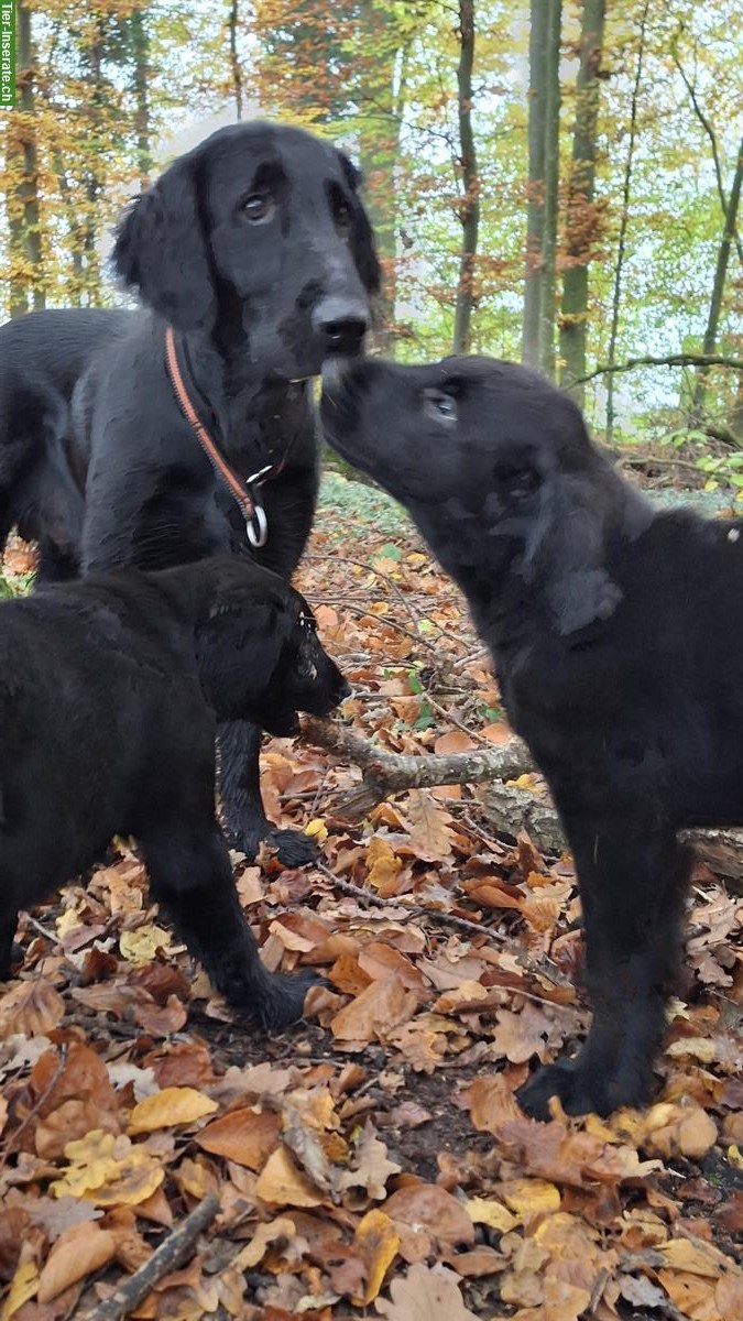 Bild 3: Vorankündigung Deckung Flat Coated Retriever