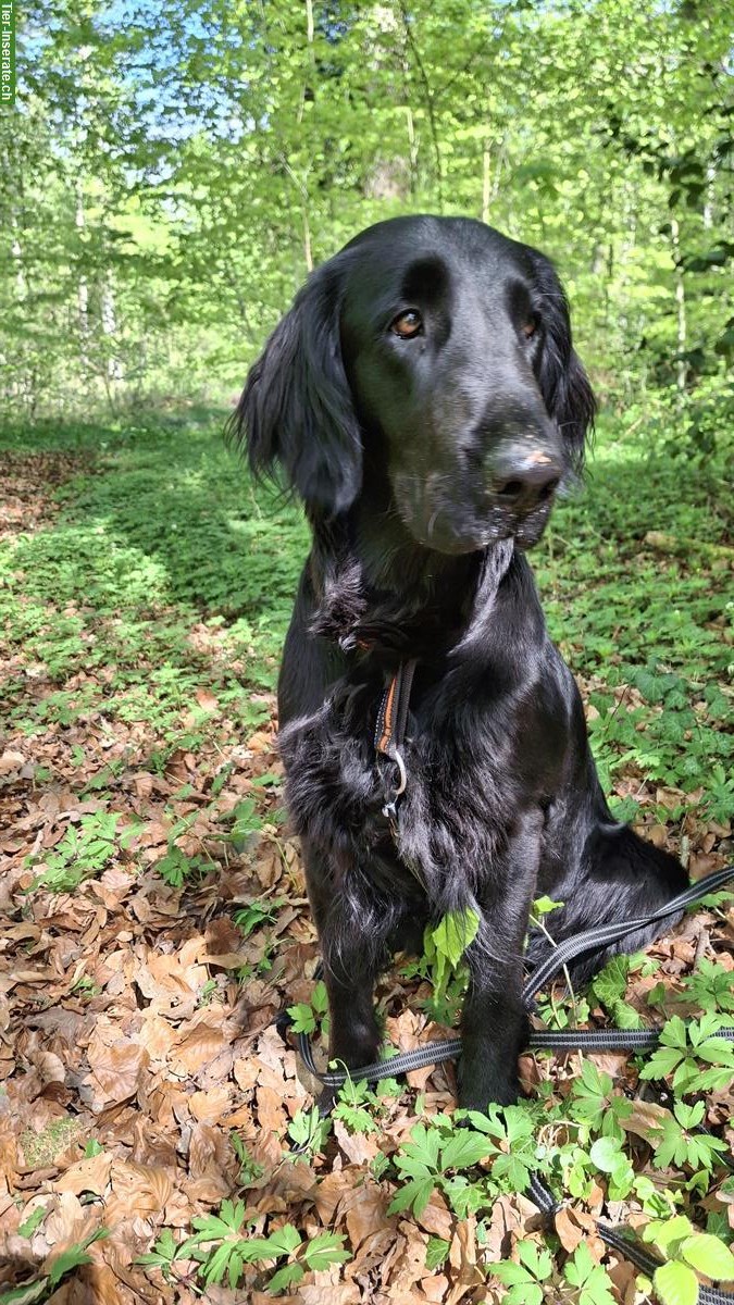 Bild 5: Wurfplanung Frühling mit Flat Coated Retriever