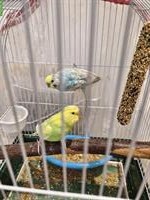 2 Wellensittiche zu verkaufen, Blau-Weiss & Grün-Gelb
