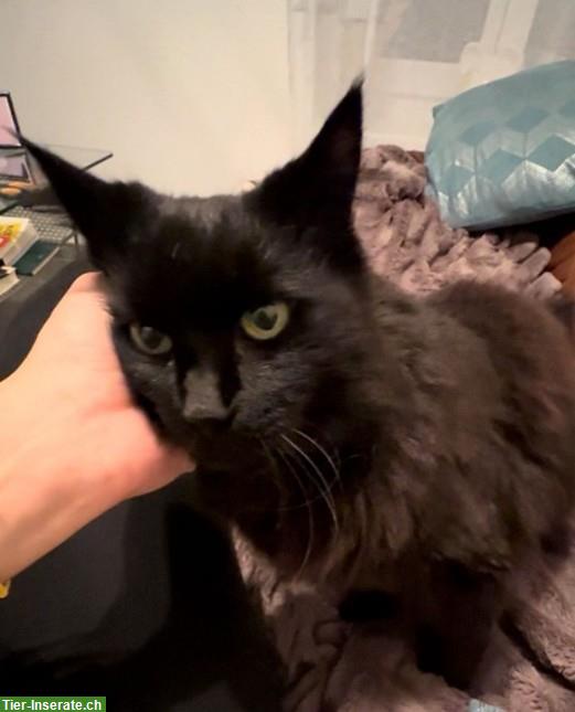 Schwarze Langhaar Katze (16 Jahr) sucht Freigang-Zuhause