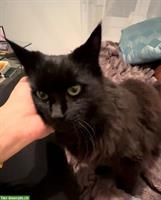 Schwarze Langhaar Katze (16 Jahr) sucht Freigang-Zuhause