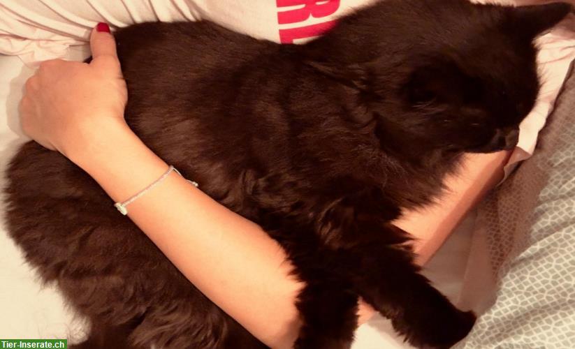 Bild 2: Schwarze Langhaar Katze (16 Jahr) sucht Freigang-Zuhause