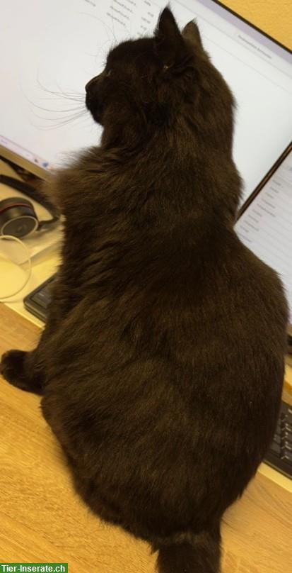 Bild 3: Schwarze Langhaar Katze (16 Jahr) sucht Freigang-Zuhause