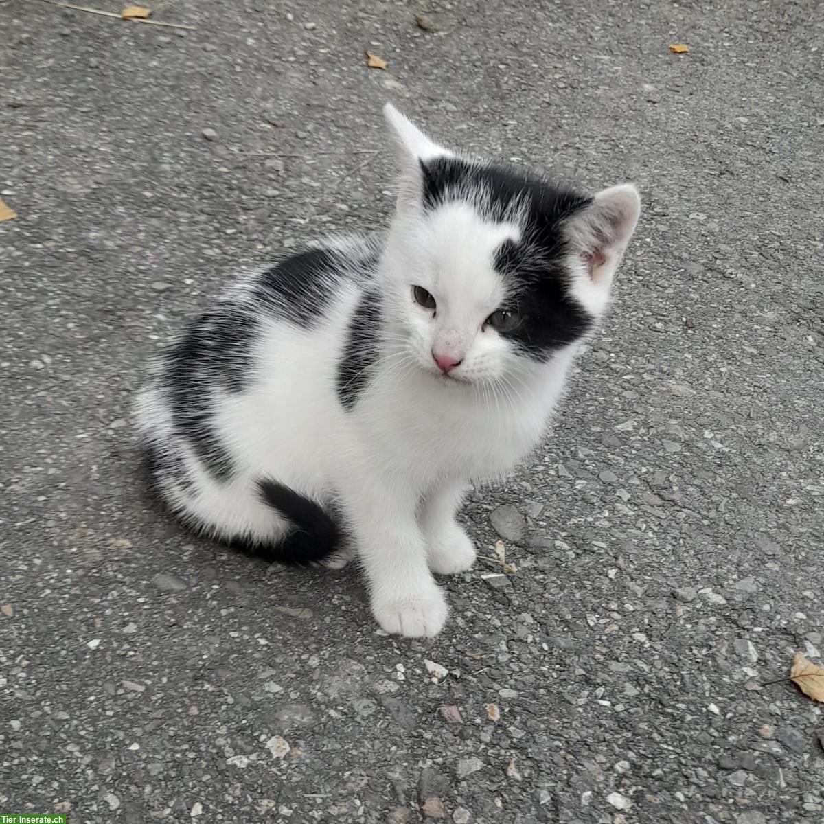 Bauernhof Kitten Geschwister suchen gemeinsames Zuhause