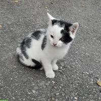 Bauernhof Kitten Geschwister suchen gemeinsames Zuhause