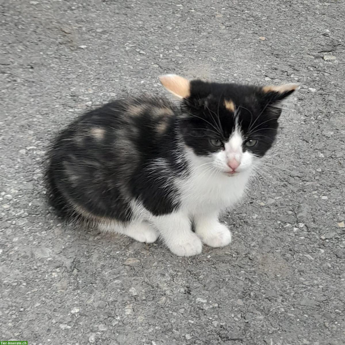 Bild 2: Bauernhof Kitten Geschwister suchen gemeinsames Zuhause