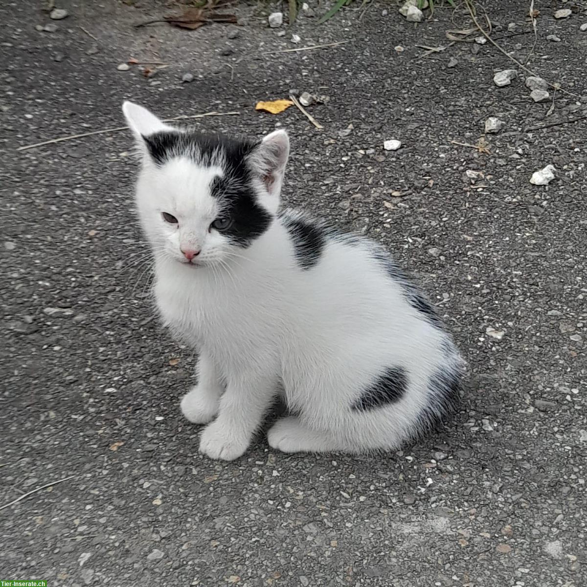 Bild 3: Bauernhof Kitten Geschwister suchen gemeinsames Zuhause