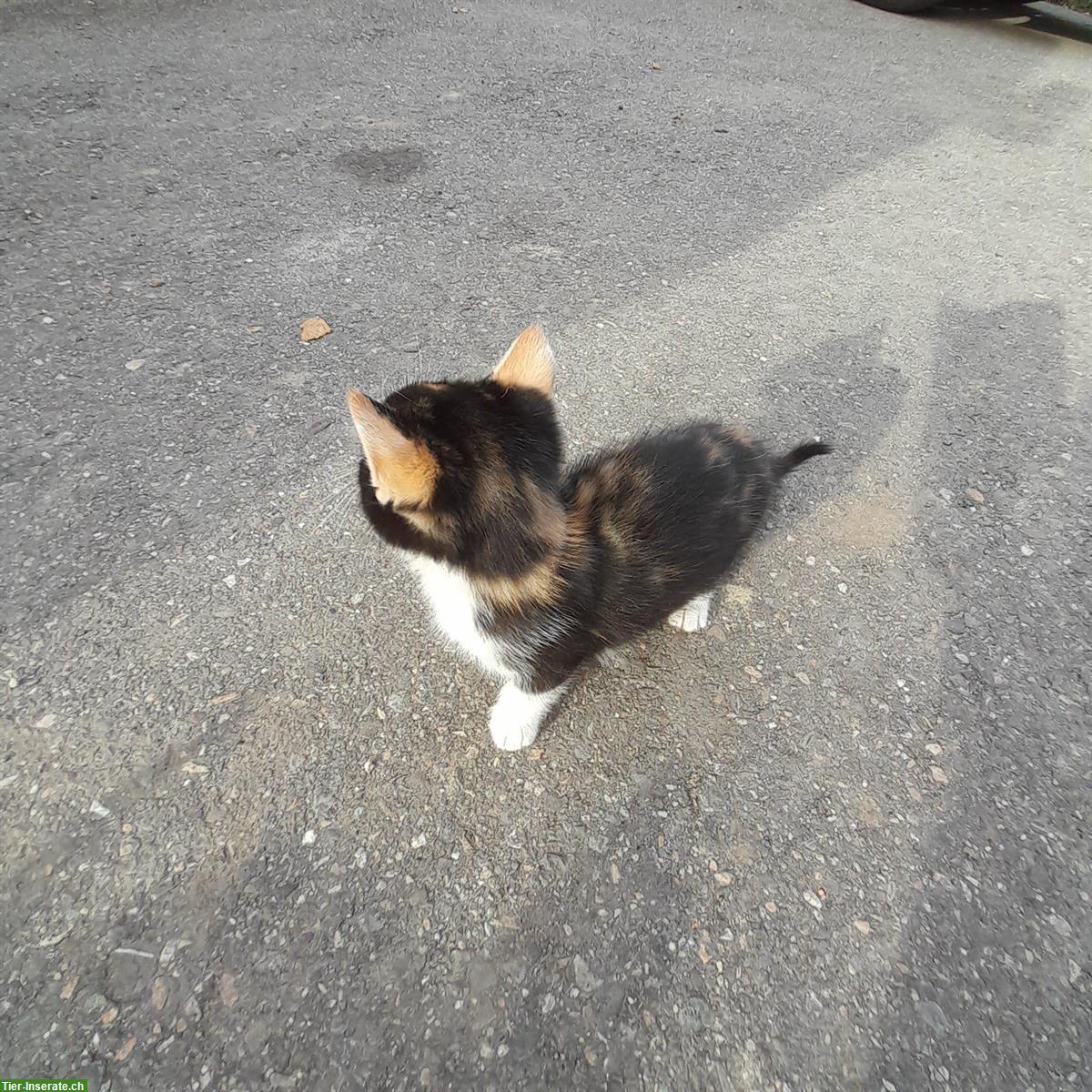 Bild 4: Bauernhof Kitten Geschwister suchen gemeinsames Zuhause