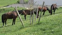 Bauernhof zur Pferdehaltung gesucht: Zürich, Aargau, Ostschweiz