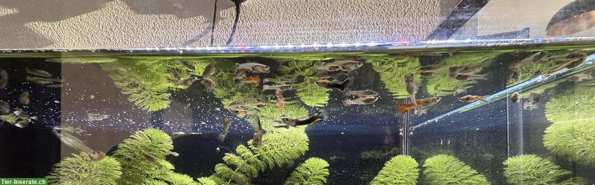 Bild 2: Guppys zu verkaufen