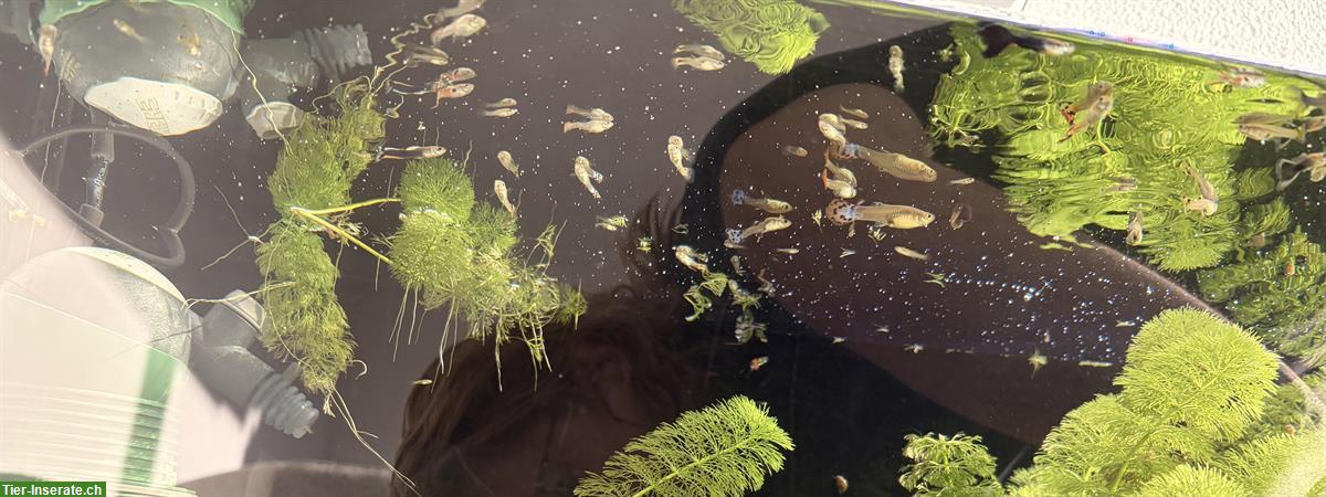 Bild 3: Guppys zu verkaufen