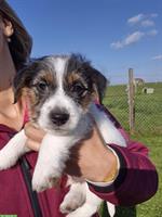 Jack Russell Terrier Welpe, Rüde zu verkaufen