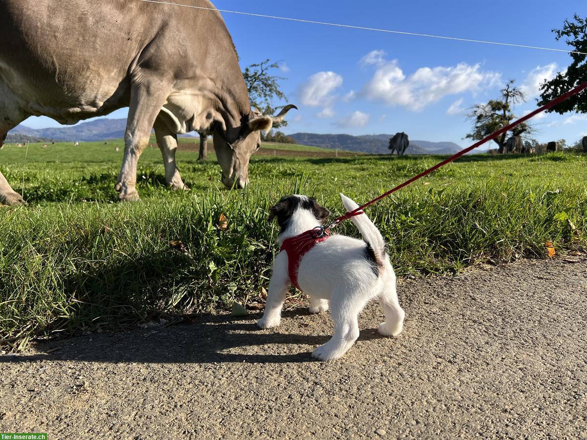 Bild 2: Jack Russell Terrier Welpe, Rüde zu verkaufen