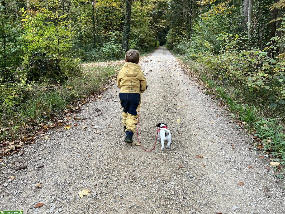 Bild 3: Jack Russell Terrier Welpe, Rüde zu verkaufen