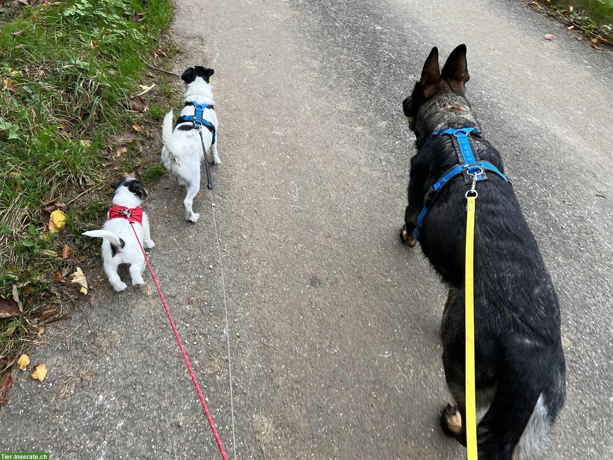 Bild 5: Jack Russell Terrier Welpe, Rüde zu verkaufen