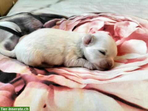 Bild 2: Chihuahua Welpen mit Schweizer Stammbaum SRZ