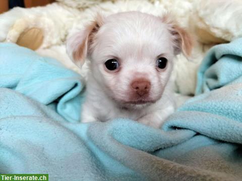 Bild 3: Chihuahua Welpen mit Schweizer Stammbaum SRZ