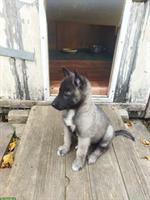 Belgisch Schäfer, Tervueren Malinois Welpen
