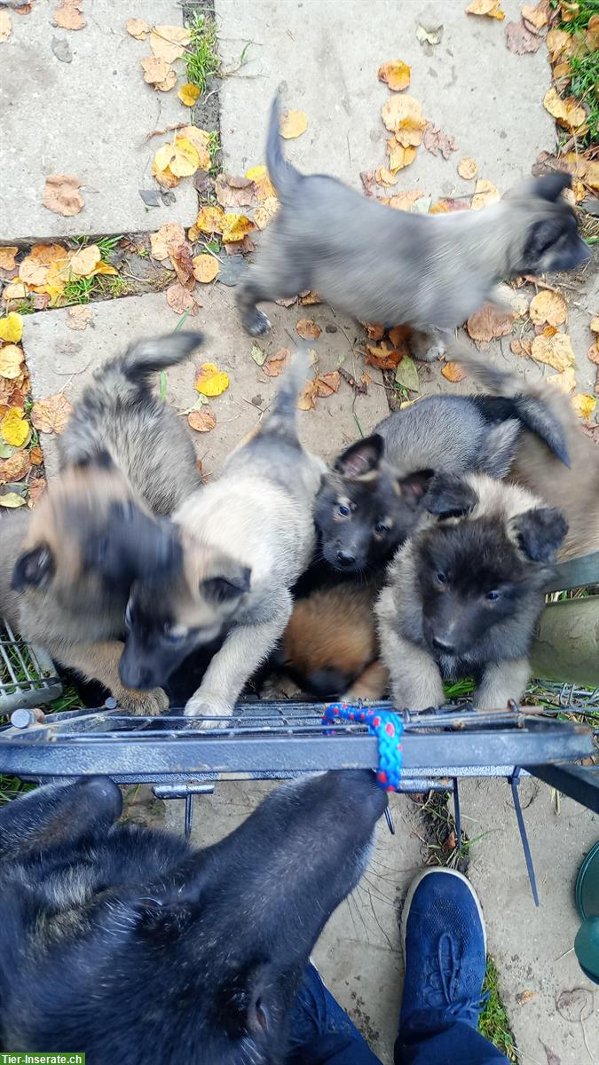 Bild 2: Belgisch Schäfer, Tervueren Malinois Welpen
