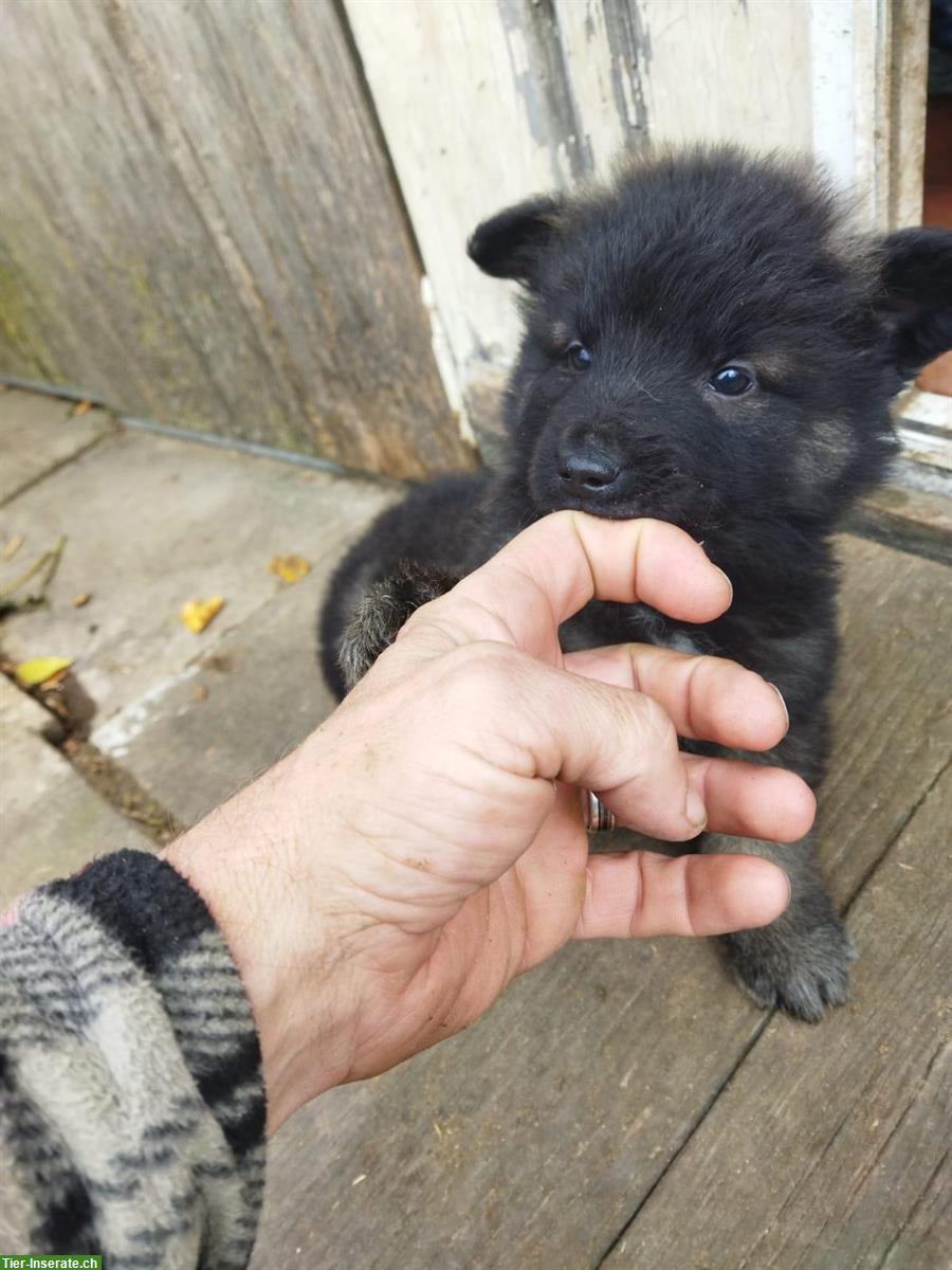 Bild 3: Belgisch Schäfer, Tervueren Malinois Welpen