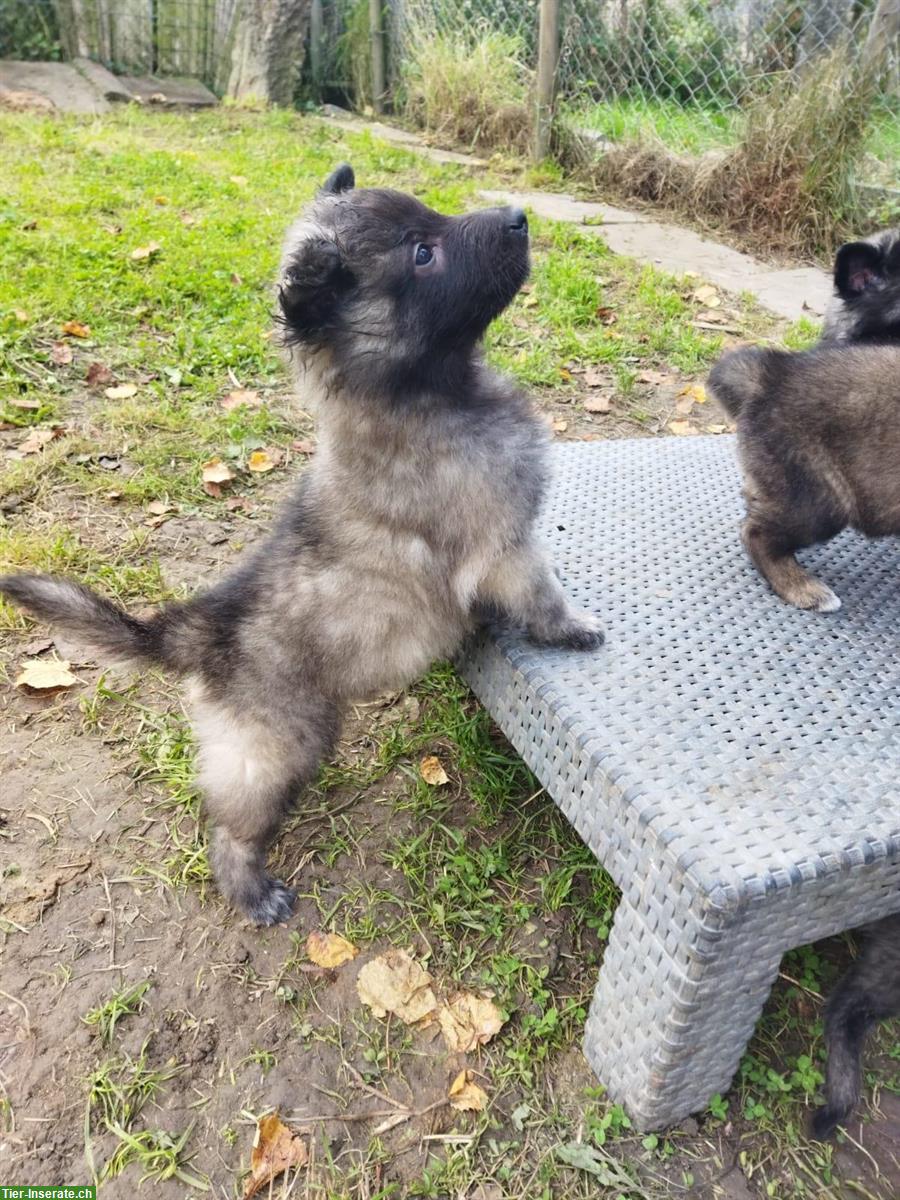 Bild 4: Belgisch Schäfer, Tervueren Malinois Welpen