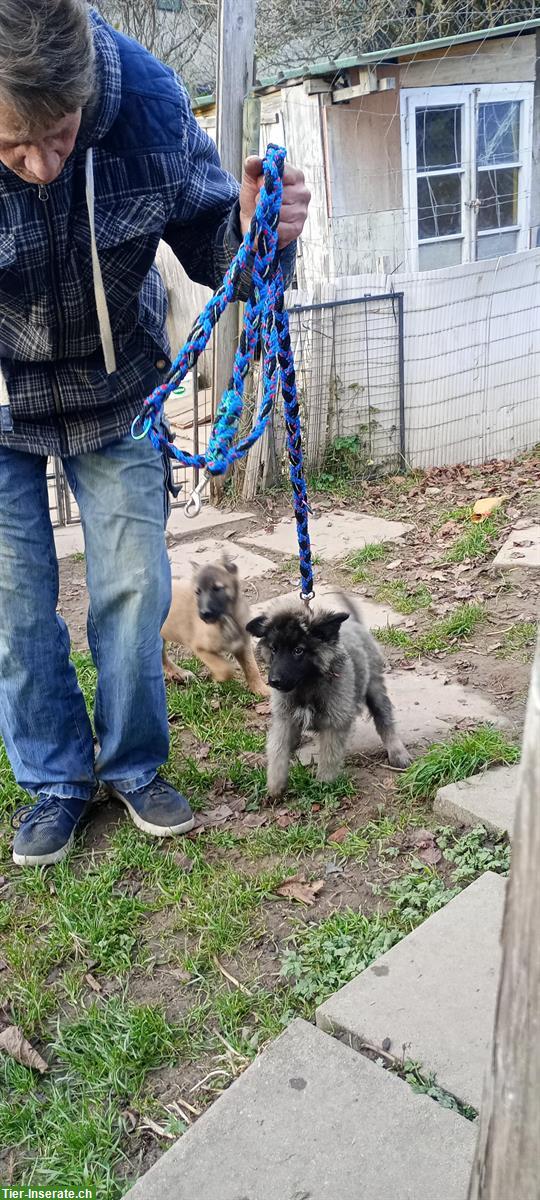 Bild 5: Belgisch Schäfer, Tervueren Malinois Welpen