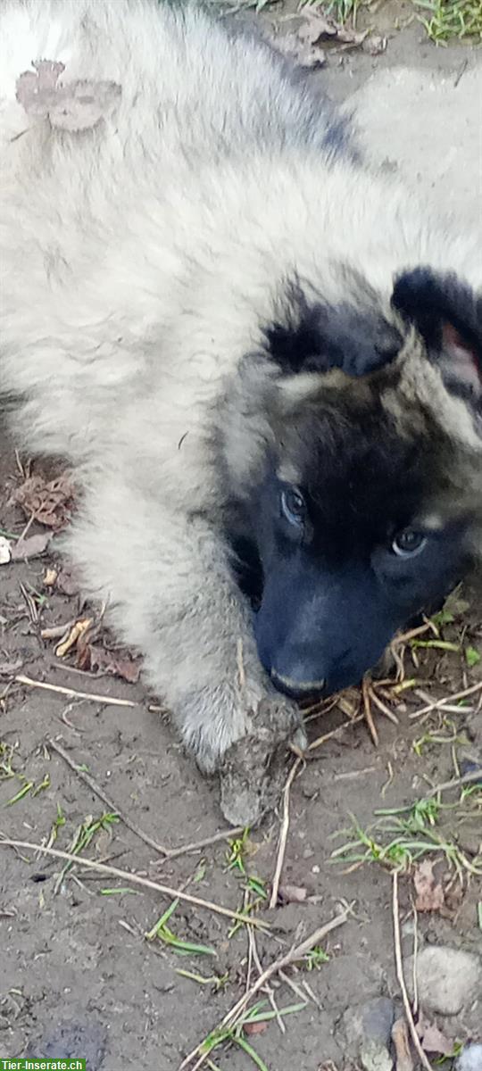 Bild 6: Belgisch Schäfer, Tervueren Malinois Welpen