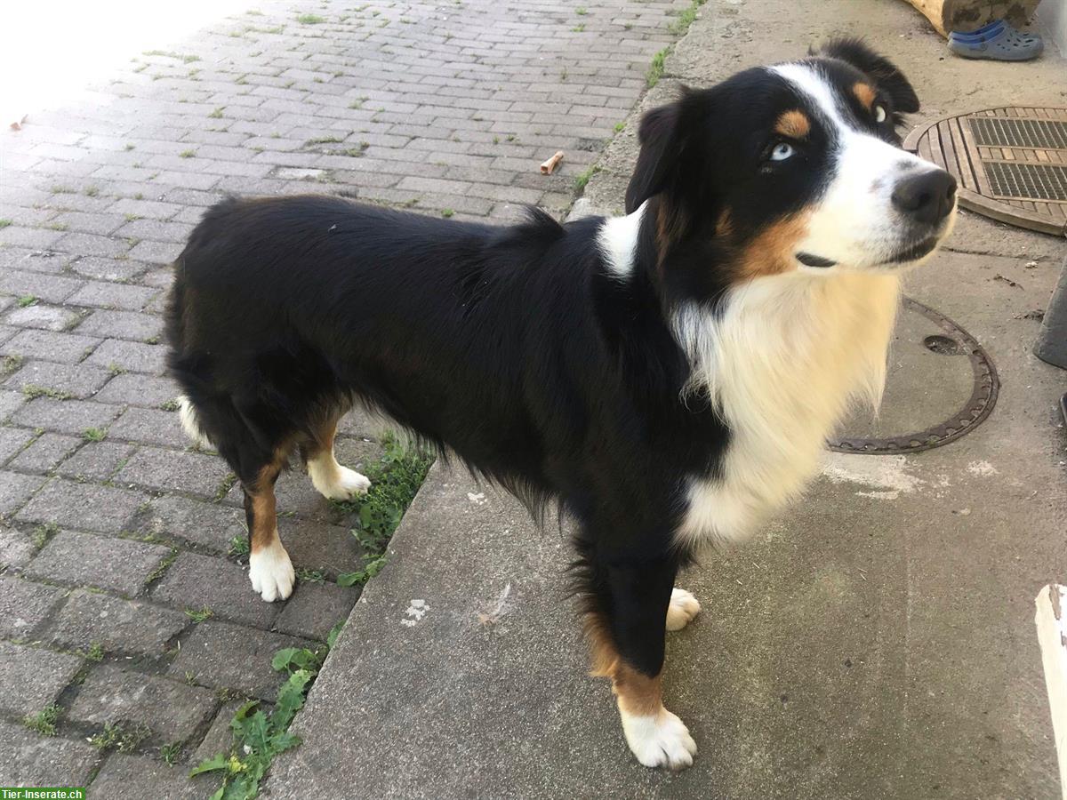 Bild 7: Aussiedor Welpen Wurfankündigung