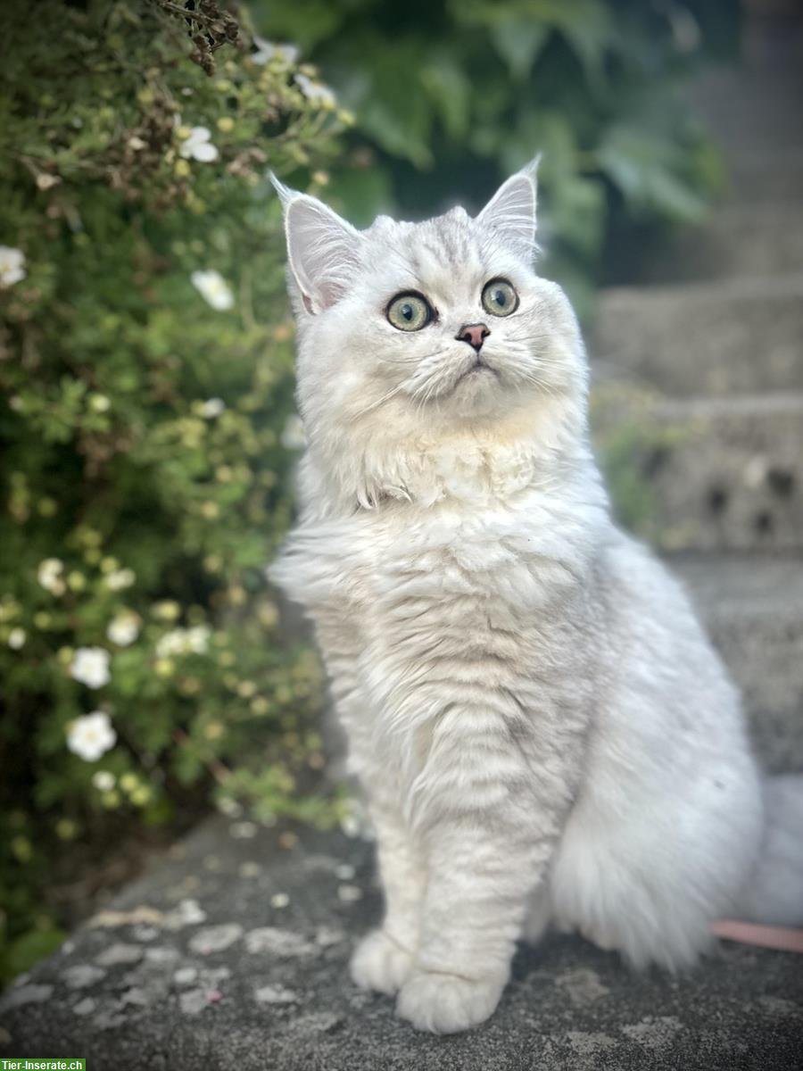 British Longhair Katze, weiblich, 10 Monate