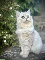 British Longhair Katze, weiblich, 10 Monate