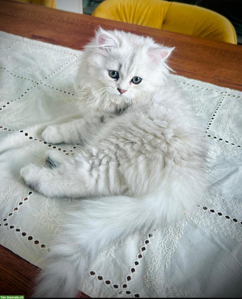 Bild 2: British Longhair Katze, weiblich, 10 Monate