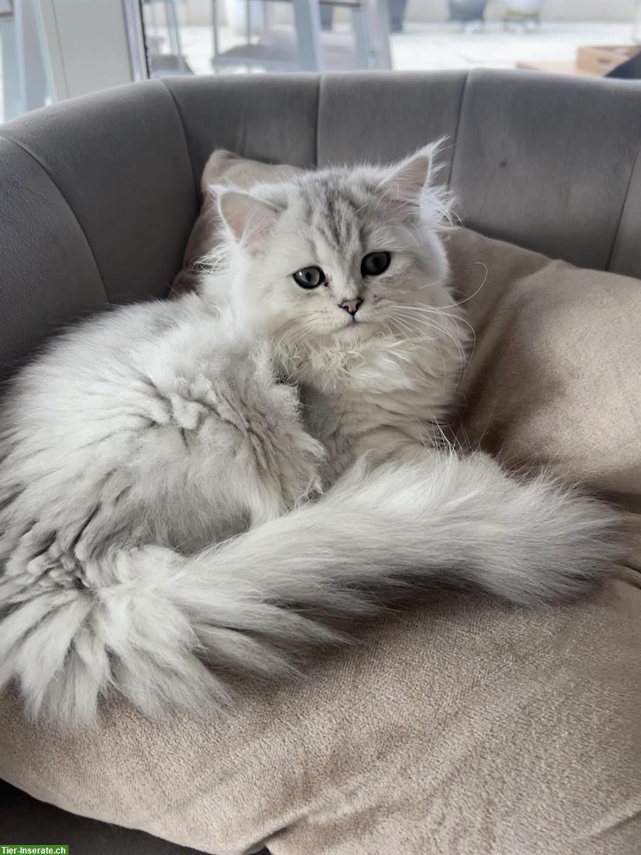 Bild 3: British Longhair Katze, weiblich, 10 Monate
