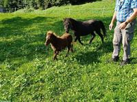 American Shetland Pony Stute mit Fohlen zu verkaufen